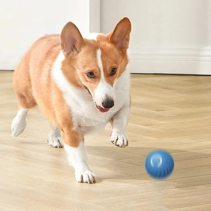 ลูกบอลของเล่นสัตว์เลี้ยงแบบเคล - Automatic Moving Dog Ball บทวิจารณ์และราคา